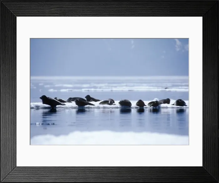 Framed Print : Baikal Seal Framed Print : Baikal Seal