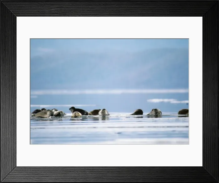 Framed Print : Baikal / Nerpa Seal - endemic to lake Baikal Framed Print : Baikal / Nerpa Seal - endemic to lake Baikal