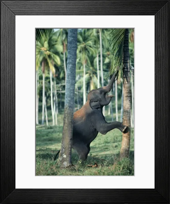 Framed Print : Asian / Indian Elephant - baby Framed Print : Asian / Indian Elephant - baby