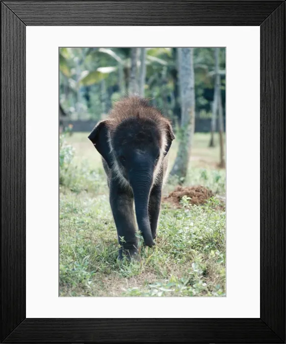 Framed Print : Asian / Indian Elephant - young Framed Print : Asian / Indian Elephant - young