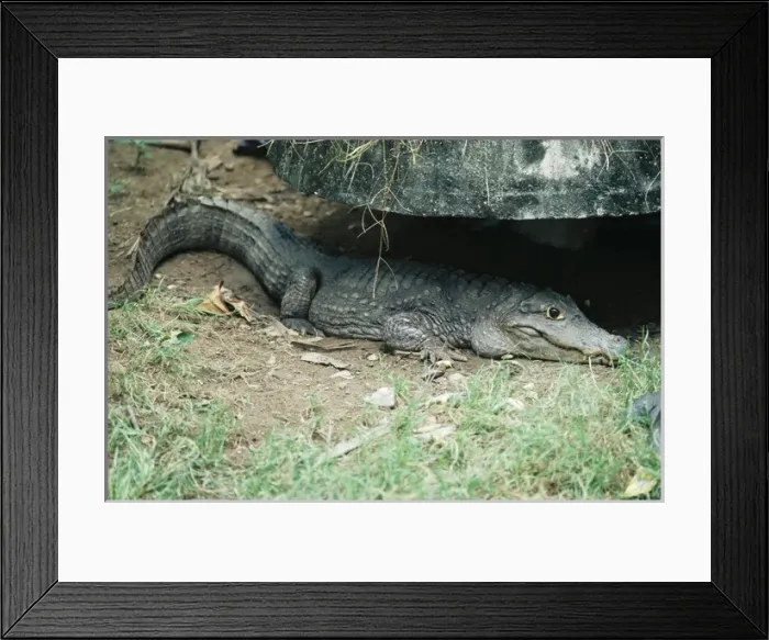 Framed Print : Siamese Crocodile Framed Print : Siamese Crocodile