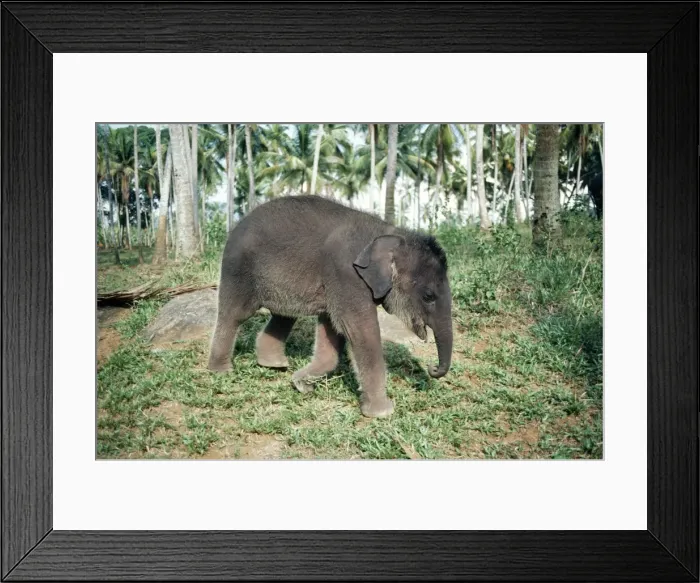 Framed Print : Asian / Indian Elephant Framed Print : Asian / Indian Elephant