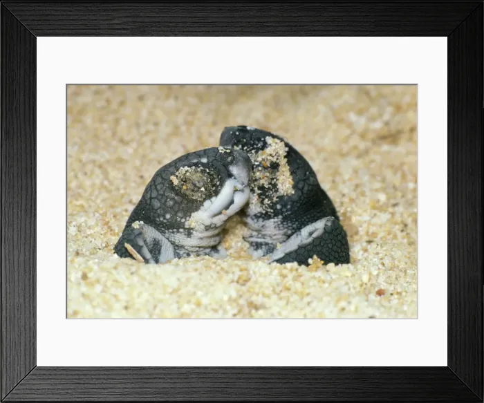 Framed Print : Leathery Turtle - newborn Framed Print : Leathery Turtle - newborn