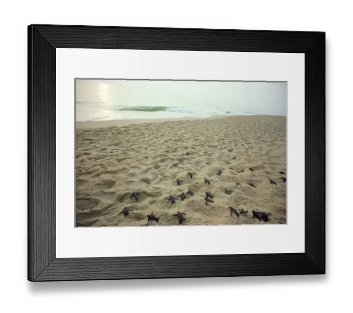 Framed Print : Leathery Turtle - young heading to sea Framed Print : Leathery Turtle - young heading to sea