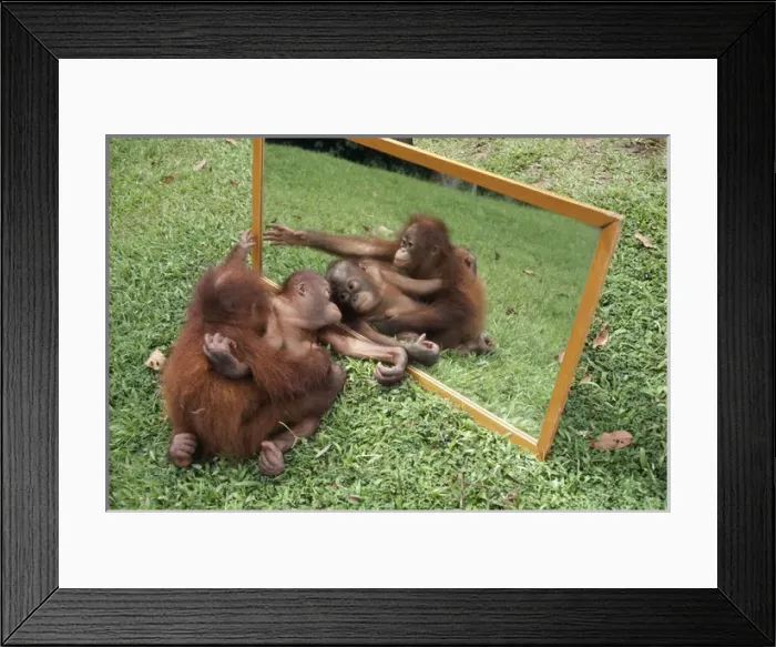 Framed Print : ORANG-UTANS - adult and young looking at reflection Framed Print : ORANG-UTANS - adult and young looking at reflection