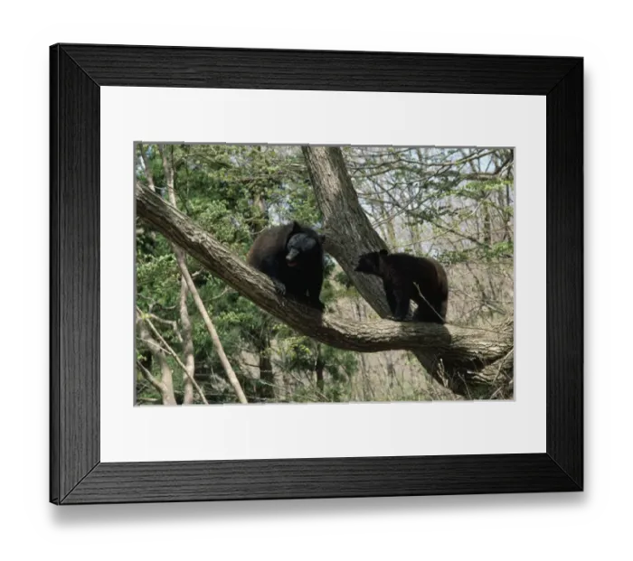 Framed Print : Asiatic Black Bears Framed Print : Asiatic Black Bears