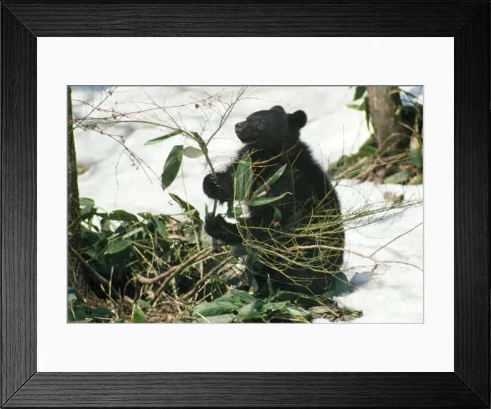Framed Print : Asiatic Black Bear Framed Print : Asiatic Black Bear