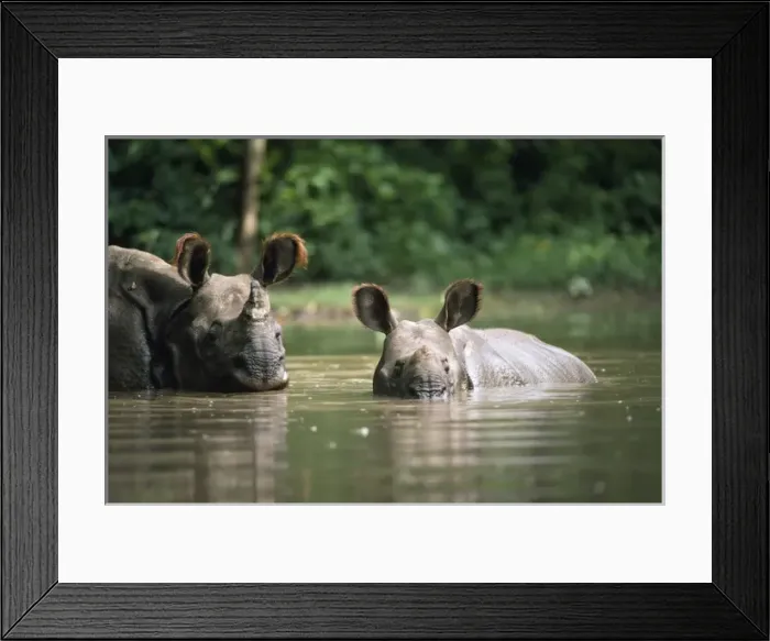 Framed Print : Great Indian / One-horned RHINOCEROS Framed Print : Great Indian / One-horned RHINOCEROS