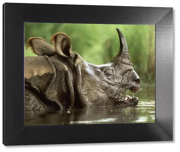 Great Indian  /  One-horned RHINOCEROS  /  rhino