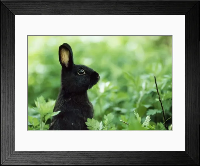 Framed Print : Domestic RABBIT - young black rabbit Framed Print : Domestic RABBIT - young black rabbit