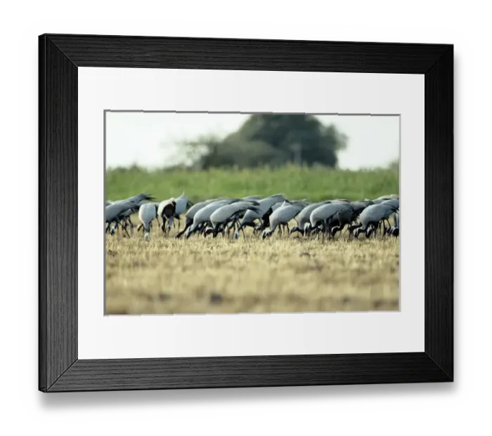 Framed Print : Demoiselle Cranes - feeding Framed Print : Demoiselle Cranes - feeding