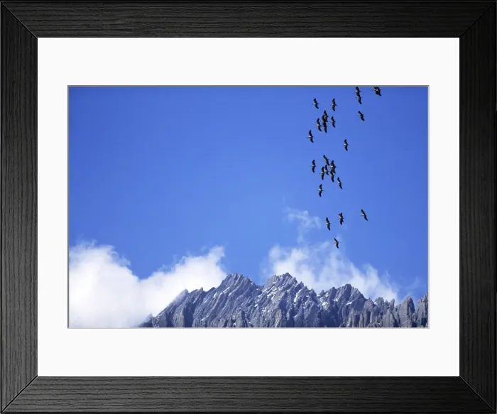 Framed Print : DEMOISELLE CRANES - In flight, over mountains Framed Print : DEMOISELLE CRANES - In flight, over mountains