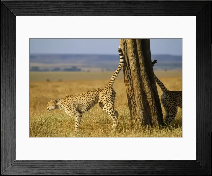 Framed Print : CHEETAHS - scent marking Framed Print : CHEETAHS - scent marking