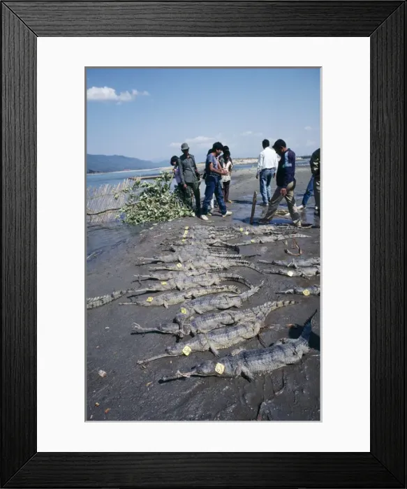Framed Print : Garial - breeding and release programme Framed Print : Garial - breeding and release programme
