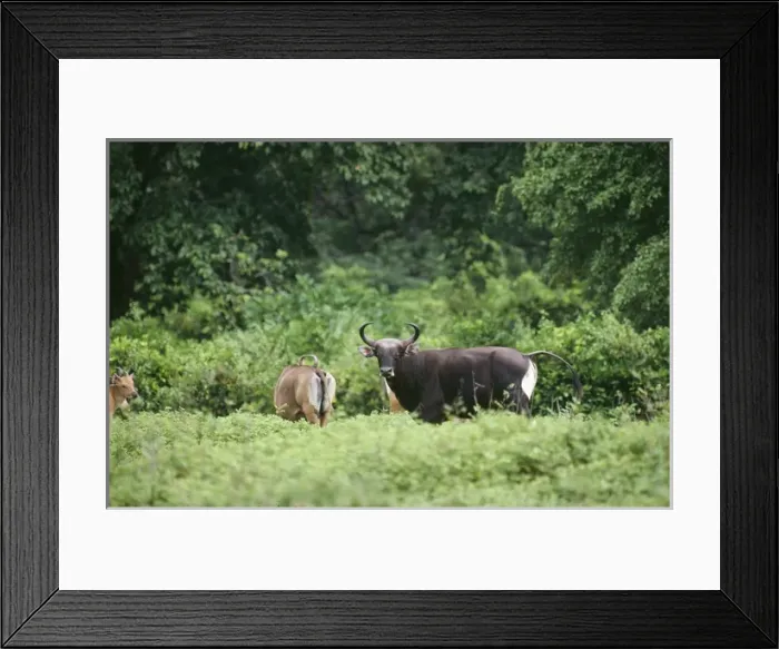 Framed Print : Banteng (Bos javanicus). Indonesia Framed Print : Banteng (Bos javanicus). Indonesia