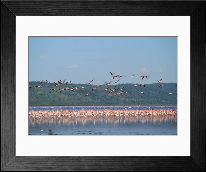 Framed Print : Greater Flamingo Framed Print : Greater Flamingo