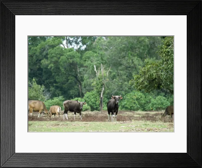 Framed Print : Javan BANTENG - group Framed Print : Javan BANTENG - group
