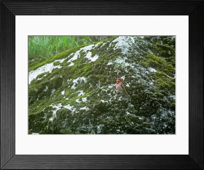 Framed Print : Common Rosefinch - singing Framed Print : Common Rosefinch - singing