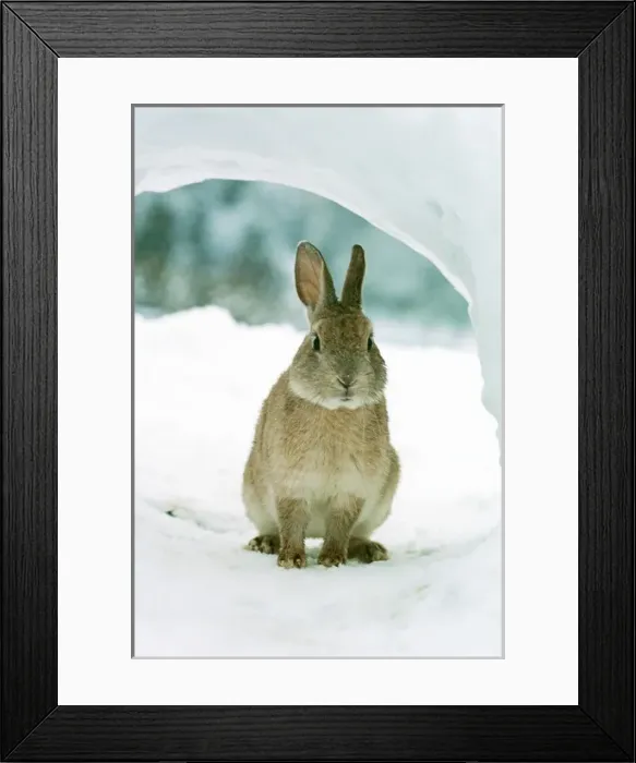 Framed Print : Rabbit in Snow Framed Print : Rabbit in Snow