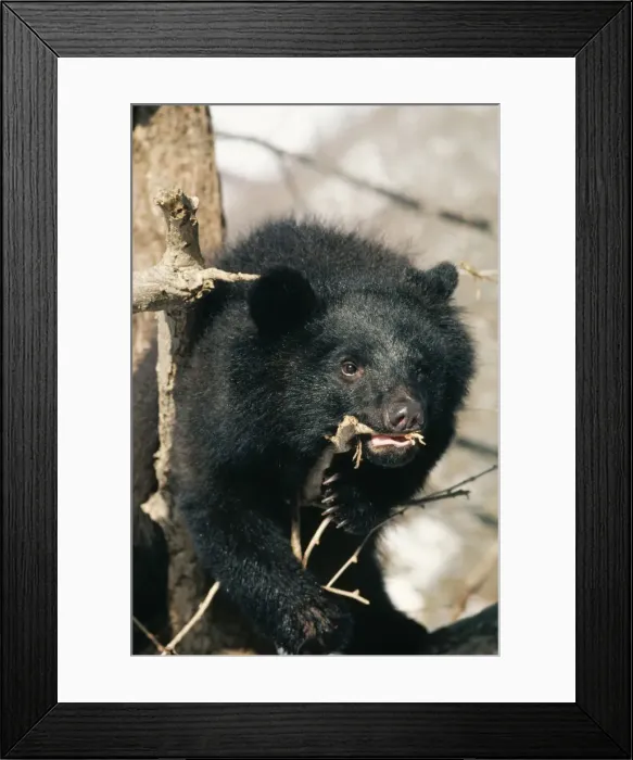 Framed Print : ASIATIC BLACK BEAR - chewing bark Framed Print : ASIATIC BLACK BEAR - chewing bark