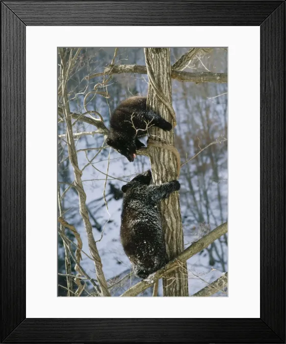 Framed Print : ASIATIC BLACK BEAR - two in tree Framed Print : ASIATIC BLACK BEAR - two in tree