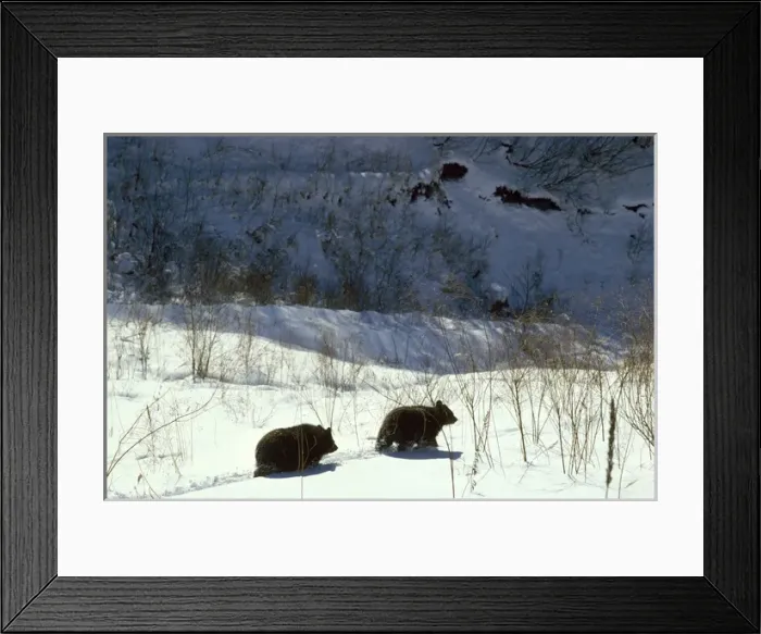 Framed Print : Asiatic Black Bear Framed Print : Asiatic Black Bear