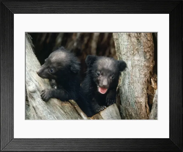 Framed Print : Asiatic Black Bear - Japanese sub species Framed Print : Asiatic Black Bear - Japanese sub species