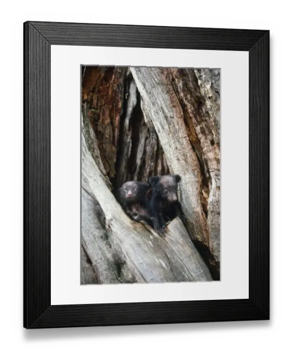 Framed Print : Asiatic Black Bear - young. Japanese sub species Framed Print : Asiatic Black Bear - young. Japanese sub species