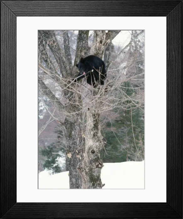 Framed Print : Asiatic Black Bear Framed Print : Asiatic Black Bear