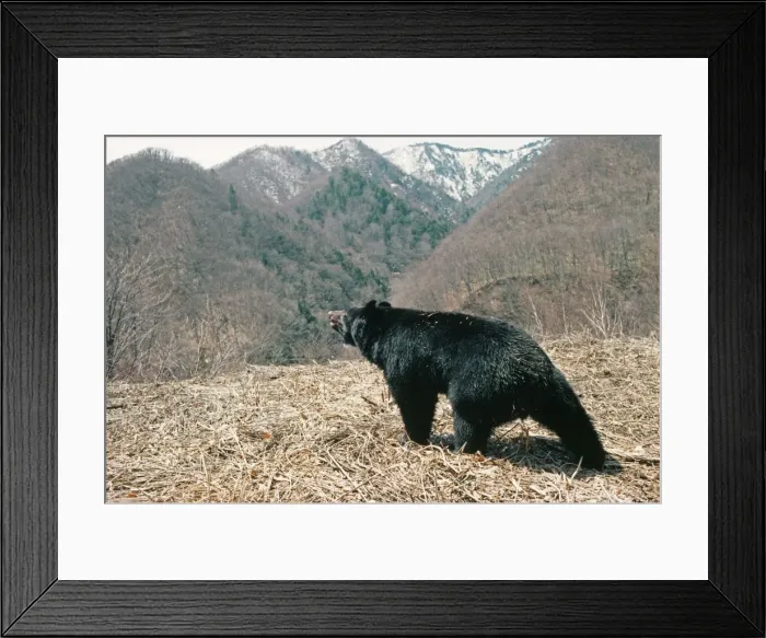 Framed Print : Asiatic Black BEAR - Japanese sub species Framed Print : Asiatic Black BEAR - Japanese sub species