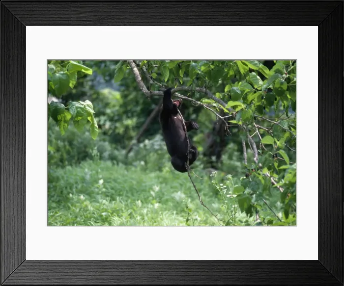Framed Print : Asiatic Black Bear - Japanese sub species Framed Print : Asiatic Black Bear - Japanese sub species
