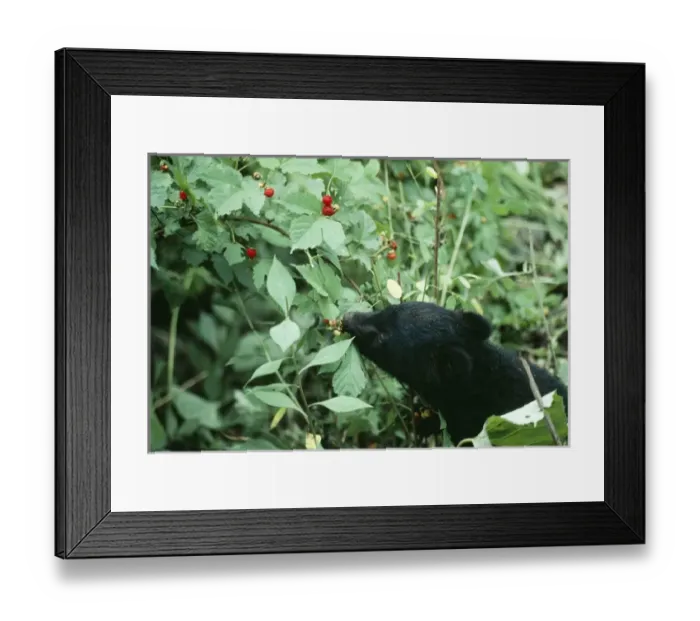 Framed Print : Asiatic Black BEAR - eating berries Framed Print : Asiatic Black BEAR - eating berries