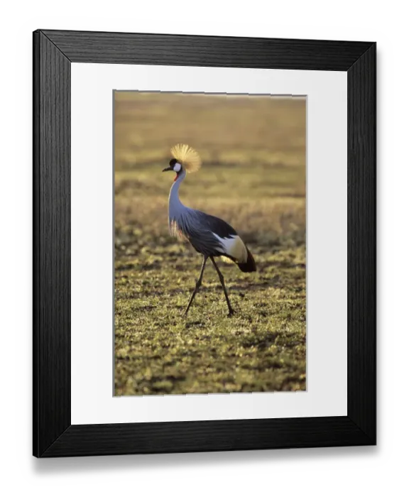 Framed Print : Grey crowned-crane Framed Print : Grey crowned-crane