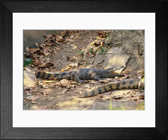Framed Print : Siamese Crocodile Framed Print : Siamese Crocodile
