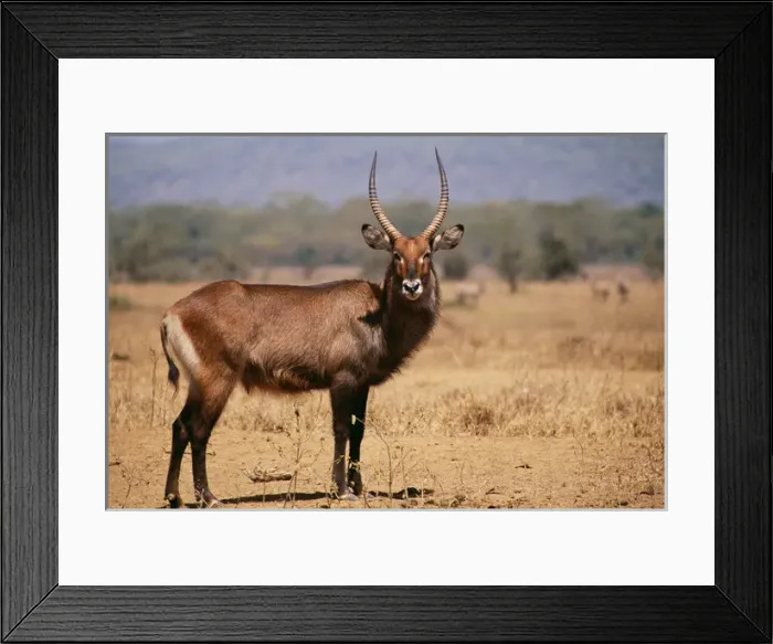 Framed Print : Waterbuck (Kobus ellipsiprymnus). Waterbuck MI 761Kobus ellipsiprymnus