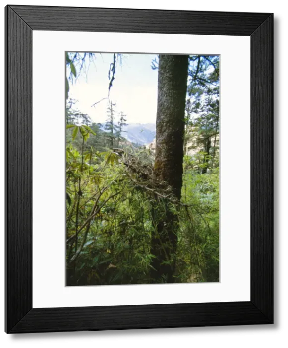 Framed Print : Red Panda  /  Lesser Panda  /  Red Cat-bear Nest