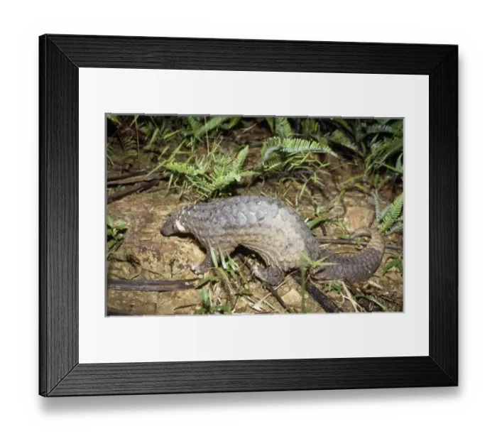 Framed Print : Malayan Pangolin Framed Print : Malayan Pangolin