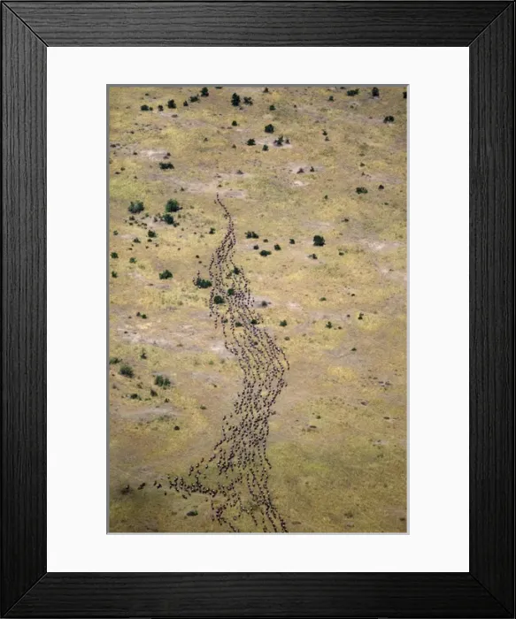 Framed Print : Wildebeest / Gnu - migration Framed Print : Wildebeest / Gnu - migration