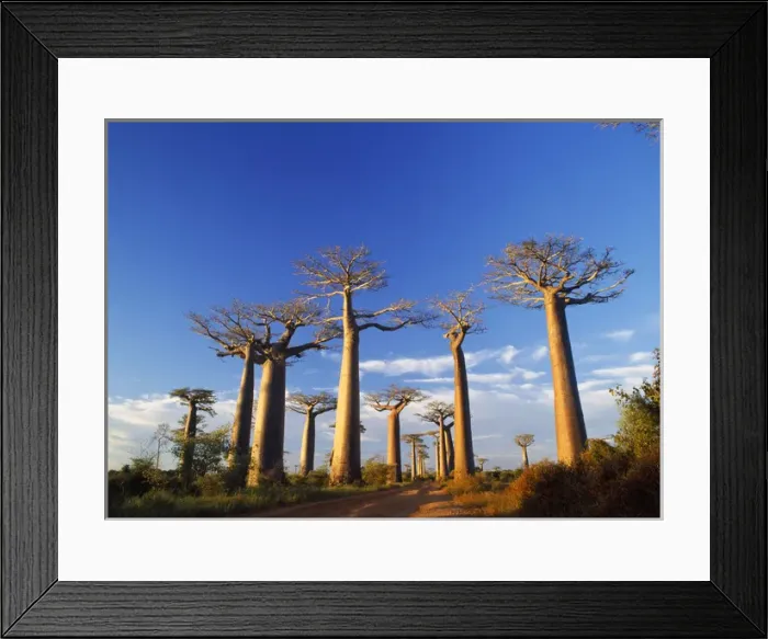 Framed Print : Baobab / Boab Tree Framed Print : Baobab / Boab Tree