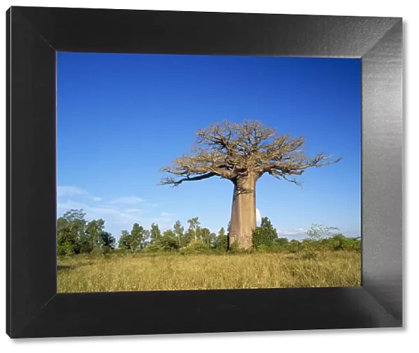 Baobab  /  Boab Tree