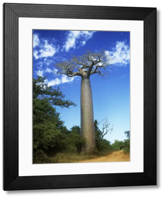 Framed Print : Baobab Tree Framed Print : Baobab Tree