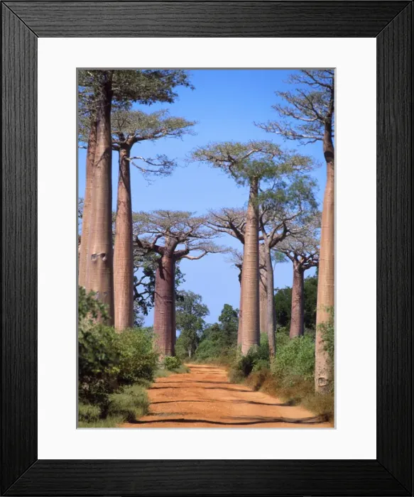 Framed Print : Baobab / Boab Tree Framed Print : Baobab / Boab Tree