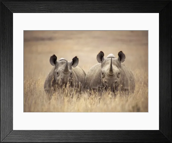 Framed Print : Black  /  Hooked-lipped Rhinoceros - two in long grass