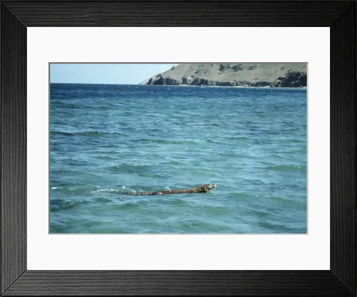 Framed Print : Komodo Dragon - swiming Framed Print : Komodo Dragon - swiming