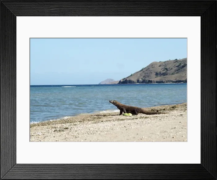 Framed Print : Komodo Dragon - on Beach Framed Print : Komodo Dragon - on Beach