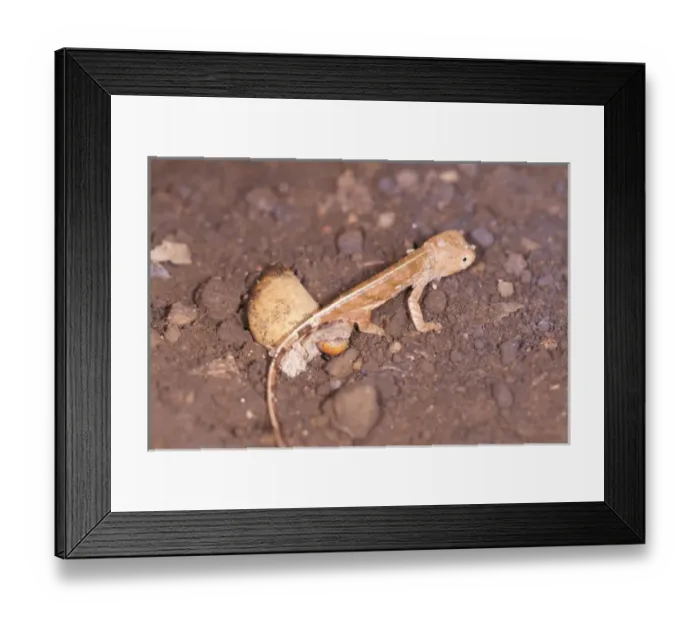 Framed Print : Panther Chameleon - just hatched Framed Print : Panther Chameleon - just hatched