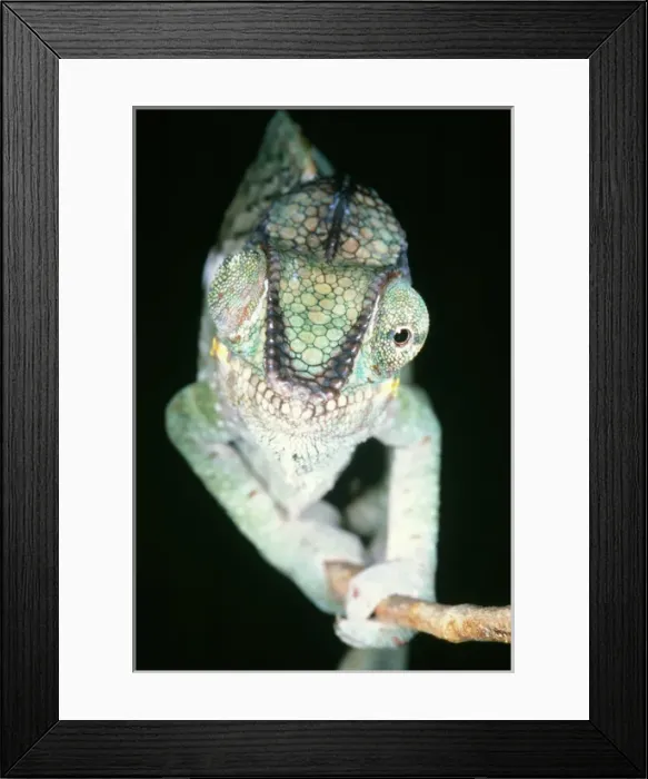 Framed Print : Chameleon - showing eyes swiveling Framed Print : Chameleon - showing eyes swiveling