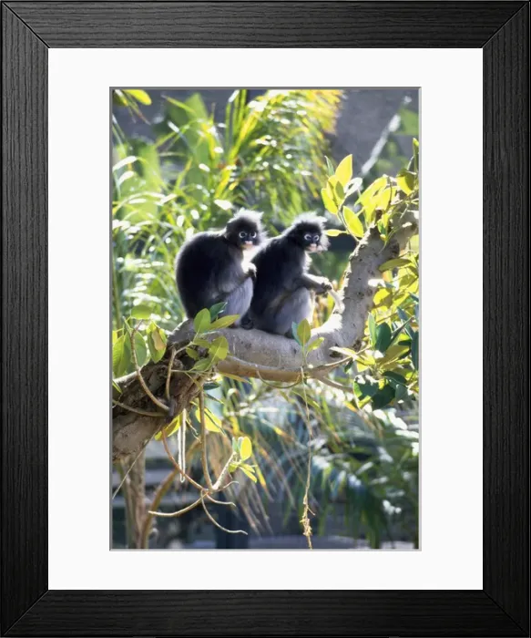 Framed Print : Dusky Leaf Monkey Framed Print : Dusky Leaf Monkey