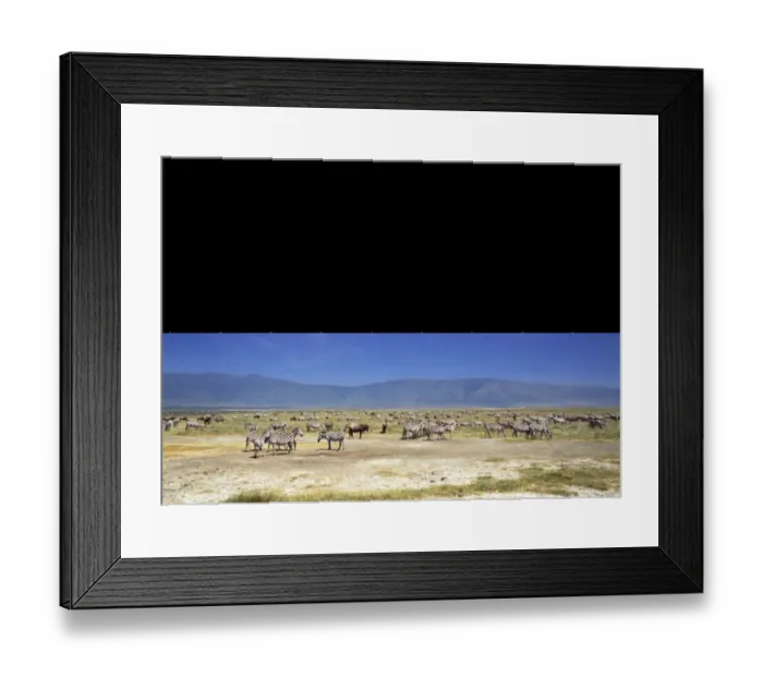 Framed Print : Burchells / Plains / Common Zebra Framed Print : Burchells / Plains / Common Zebra