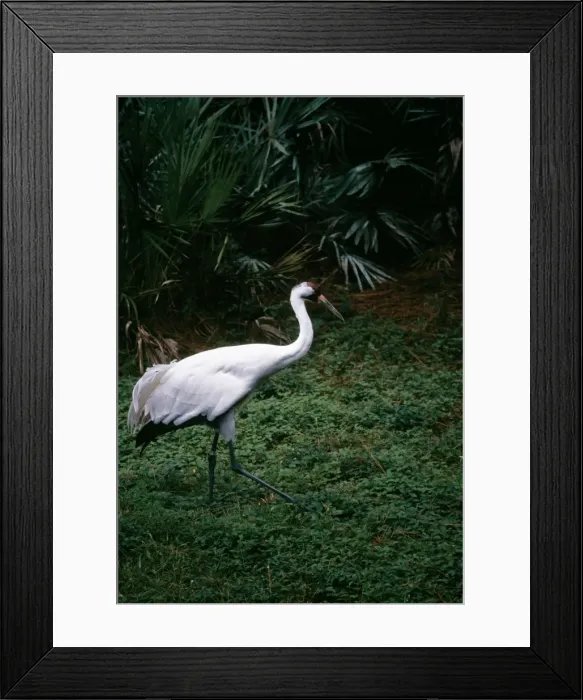 Framed Print : Whooping Crane